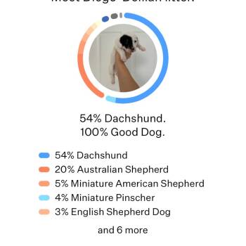 Delaney -  Dachshund and Australian Shepherd Dog for Adoption in Portland, Oregon - Delaney | PetCurious