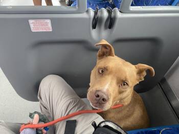 Remy -  American Staffordshire Terrier Dog for Adoption in Denver, Colorado - Remy | PetCurious