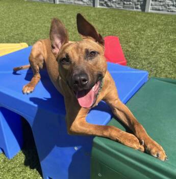 Pit Bull Terrier Dogs Available for Adoption in Stratham, New Hampshire - Copper | PetCurious