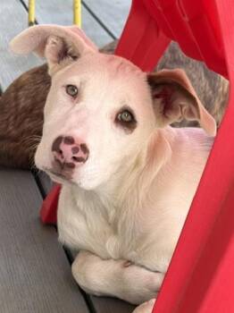 Bailey -  Great Dane and Pit Bull Terrier Dog for Adoption in Malvern, Pennsylvania - Bailey | PetCurious
