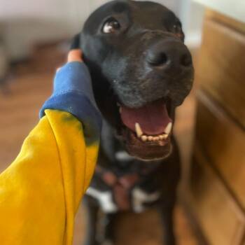 Shepherd Dogs Available for Adoption - Kai - Home To Home | PetCurious