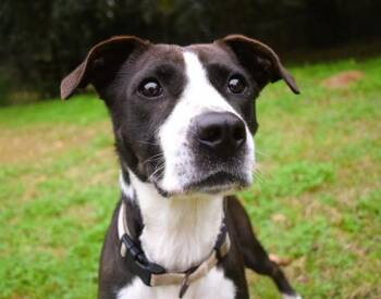 Pit Bull Terrier Dogs Available for Adoption in Mobile, Alabama - Dexter | PetCurious