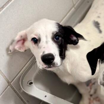 Indy -  Mixed Breed Dog for Adoption in Westhampton, New York - Indy | PetCurious