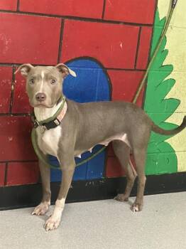 TILLY -  Whippet Dog for Adoption in Indianapolis, Indiana - TILLY | PetCurious