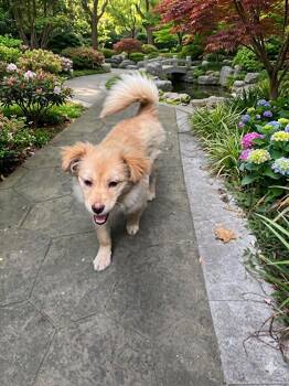 Mixed Breed Dogs Available for Adoption in Richmond, British Columbia - Tina | PetCurious