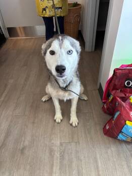 Rocky -  Siberian Husky Dog for Adoption in Metter, Georgia - Rocky | PetCurious