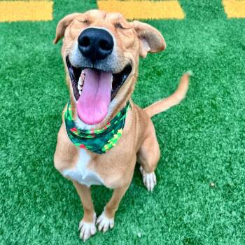 Eloise Parise -  Yellow Labrador Retriever and Mixed Breed Dog for Adoption in Abbotsford, British Columbia - Eloise Parise | PetCurious