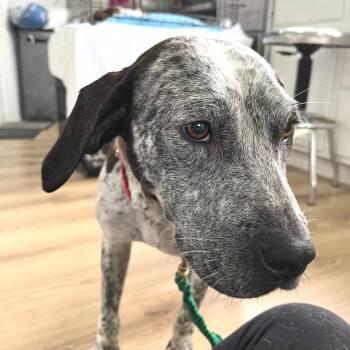 Gaia -  Australian Cattle Dog Blue Heeler and Mixed Breed Dog for Adoption in Chapel Hill, North Carolina - Gaia | PetCurious