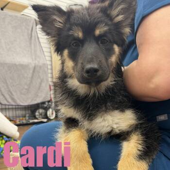 Shepherd and Husky Dogs Available for Adoption in Ellicott City, Maryland - Cardi | PetCurious