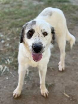 SPOTLIGHT -  Shepherd and Mixed Breed Dog for Adoption in Riverside, California - SPOTLIGHT | PetCurious