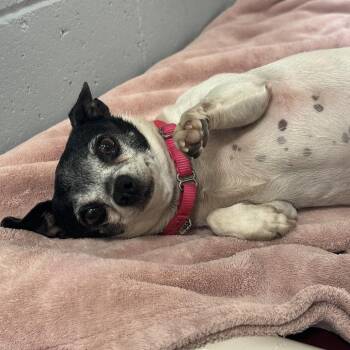 Lexie -  Chihuahua Dog for Adoption in Goleta, California - Lexie | PetCurious