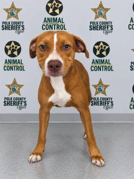 JILL -  Labrador Retriever and Mixed Breed Dog for Adoption in Winter Haven, Florida - JILL | PetCurious