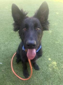 GUS -  German Shepherd Dog and Mixed Breed Dog for Adoption in San Jose, California - GUS | PetCurious