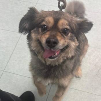 Adorable -  Mixed Breed Dog for Adoption in Philadelphia, Pennsylvania - Adorable | PetCurious