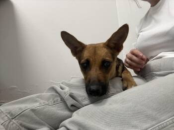 German Shepherd Dog Dogs Available for Adoption in Caguas, Caguas - Kamila | PetCurious