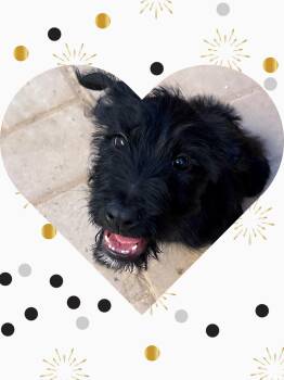 Schnauzer and Scottish Terrier Dogs Available for Adoption in Chandler, Arizona - SPROUT | PetCurious