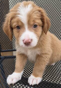 Benji - A Sweet Baby -  Collie and Labrador Retriever Dog for Adoption in Carolina, Carolina - Benji - A Sweet Baby | PetCurious