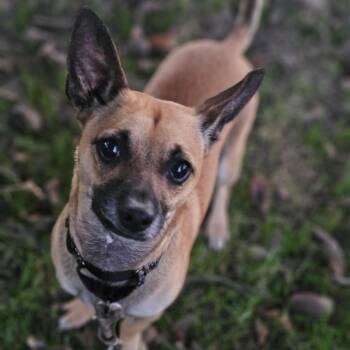 Baxter Springfield -  Chihuahua Dog for Adoption in Shiloh, Illinois - Baxter Springfield | PetCurious