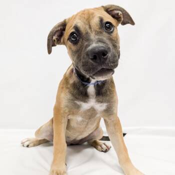 823 (2026) Adele -  Pit Bull Terrier and Mixed Breed Dog for Adoption in Parker, Colorado - 823 (2026) Adele | PetCurious