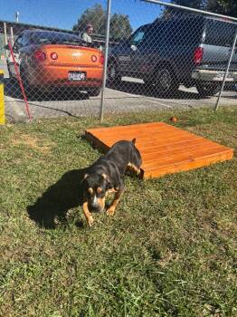 Fendi -  Pit Bull Terrier and Mixed Breed Dog for Adoption in Blountville, Tennessee - Fendi | PetCurious