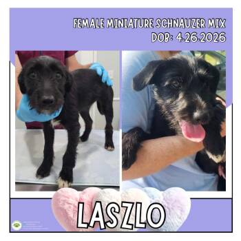 Laszlo -  Schnauzer Dog for Adoption in Pottstown, Pennsylvania - Laszlo | PetCurious