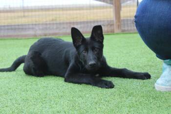 German Shepherd Dog Dogs Available for Adoption in Chestertown, Maryland - JitterBug | PetCurious