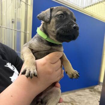 Ivy -  Mixed Breed Dog for Adoption in Blue Ridge, Georgia - Ivy | PetCurious