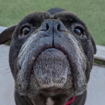 Millie -  English Bulldog Dog for Adoption in Tulsa, Oklahoma - Millie | PetCurious