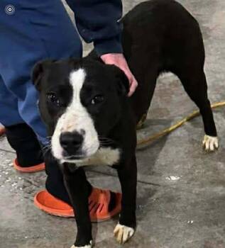 Boxer Dogs Available for Adoption in Newport, Kentucky - Azalea | PetCurious