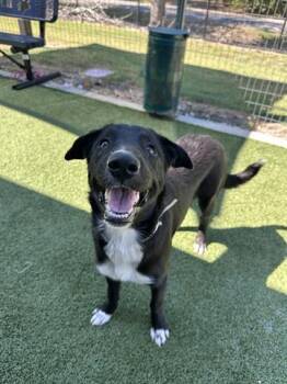 Rescue Labrador Retriever and Mixed Breed Dogs for Adoption in Houston, Texas - OPAL | PetCurious