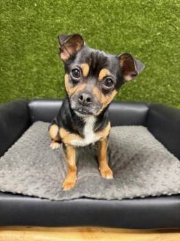 Fishstick -  Chihuahua and Pug Dog for Adoption in Anderson, California - Fishstick | PetCurious