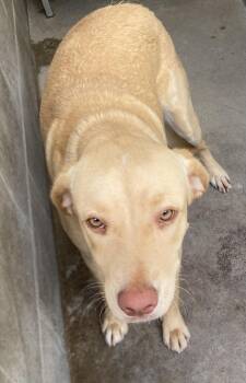 Rescue Yellow Labrador Retriever Dogs for Adoption in Lakeland, Georgia - Annie | PetCurious