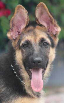 German Shepherd Dog Dogs Available for Adoption in Los Angeles, California - Brisa Von Bergheim | PetCurious