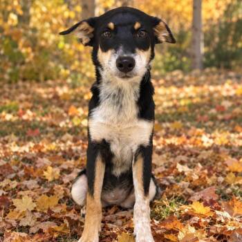 Fudge -  Australian Cattle Dog Blue Heeler Dog for Adoption in Jackson, Wyoming - Fudge | PetCurious