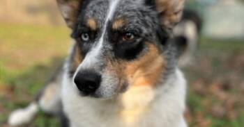 Rescue Australian Cattle Dog Blue Heeler Dogs for Adoption in Houston, Texas - Winston | PetCurious