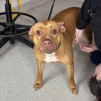 Rescue Pit Bull Terrier Dogs for Adoption in Indianapolis, Indiana - Emoji | PetCurious