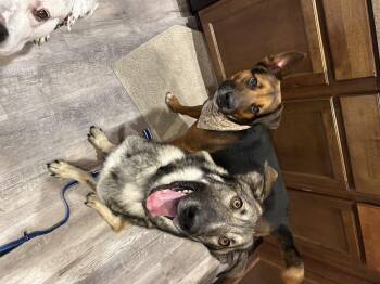 Rescue German Shepherd Dog Dogs for Adoption in Tucson, Arizona - Myles | PetCurious