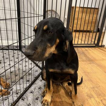 Rescue Black And Tan Coonhound Dogs for Adoption in Williamston, South Carolina - Wobbles | PetCurious
