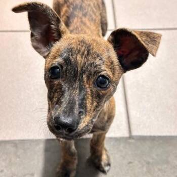 Rescue Chihuahua Dogs for Adoption in New Port Richey, Florida - Pimento | PetCurious