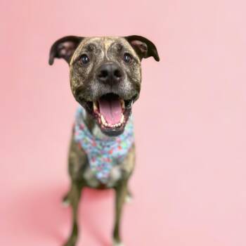 Venus -  Retriever and American Staffordshire Terrier Dog for Adoption in Martinez, California - Venus | PetCurious