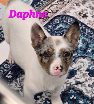 Australian Cattle Dog Blue Heeler Dogs Available for Adoption in Mingus, Texas - Daphne | PetCurious