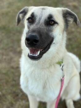 Anatolian Shepherd Dogs Available for Adoption in Augusta, West Virginia - Pickles | PetCurious
