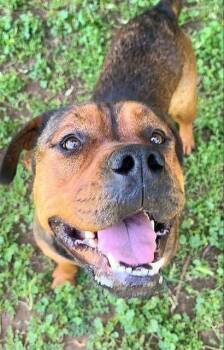Pit Bull Terrier and German Shepherd Dog Dogs Available for Adoption in Sacramento, California - DORITO | PetCurious