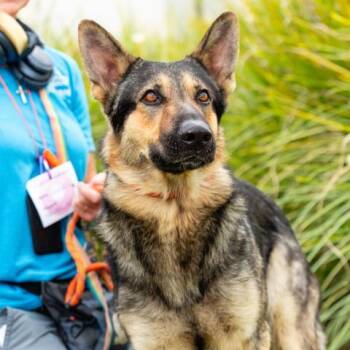 REX -  German Shepherd Dog Dog for Adoption in Camarillo, California - REX | PetCurious