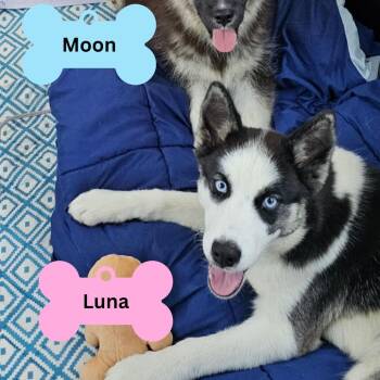 Rescue Husky Dogs for Adoption in Myrtle Beach, South Carolina - Luna | PetCurious