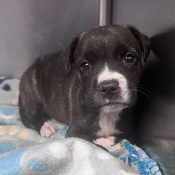 Courtney -  Pit Bull Terrier Dog for Adoption in Lufkin, Texas - Courtney | PetCurious