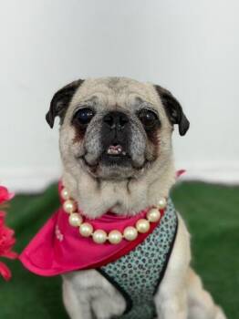 Peg-One of our Amazing Rescue Dogs -  Pug and Mixed Breed Dog for Adoption in Carlsbad, California - Peg-One Of Our Amazing Rescue Dogs | PetCurious