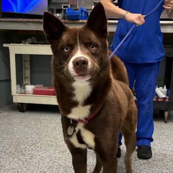 Rescue Husky Dogs for Adoption in Greenville, South Carolina - Godiva | PetCurious