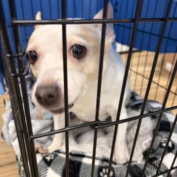 Chihuahua and Mixed Breed Dogs Available for Adoption in Newark, New Jersey - Mystery | PetCurious