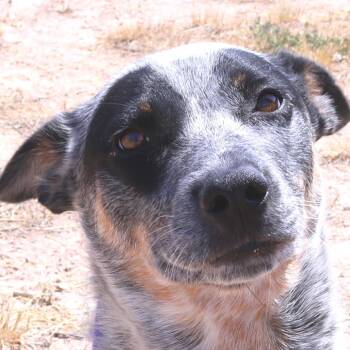 Meeka (Luna) -  Australian Cattle Dog Blue Heeler Dog for Adoption in Rifle, Colorado - Meeka (Luna) | PetCurious